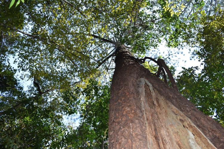 El Triunfo Biosphere Reserve, Mexico