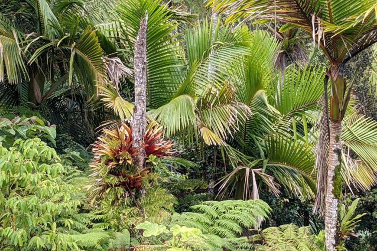 Jungle view, El Yunque National Forest, Puerto Rico