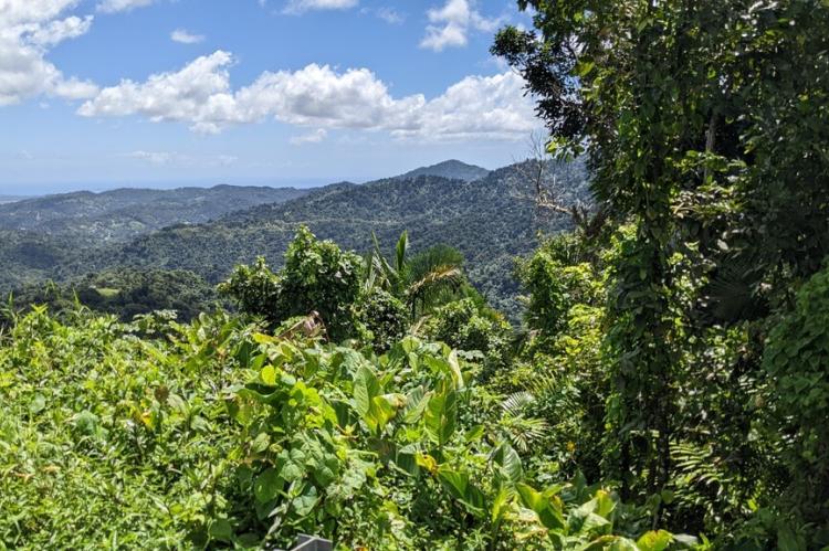 El Yunque National Forest, Puerto Rico