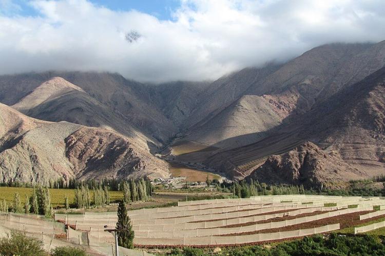 Vineyard terraces, Elqui Valley, Chile