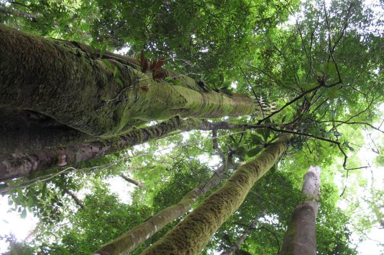 Evergreen primary forest trees, Costa Rica