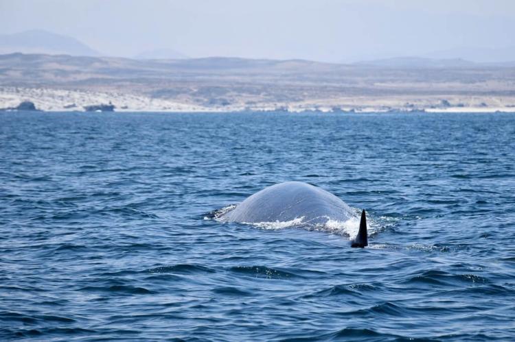 Fin Whale, Isla Damas, Pingüino de Humboldt National Reserve, Chile