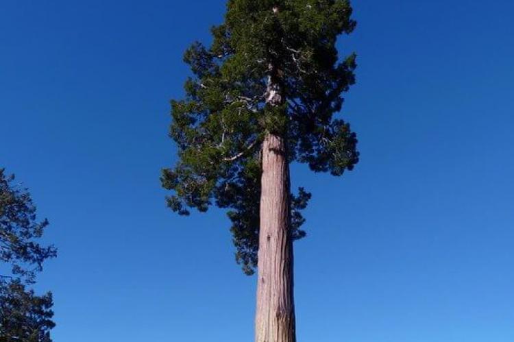 Fitzroya specimen, Parque Nacional Alerce Costero, Chile