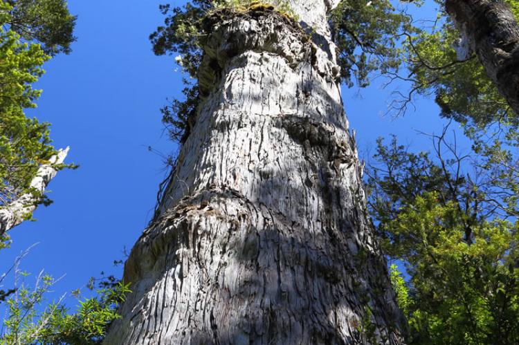 Fitzroya cupressoides, Alerce Andino National Park, Chile
