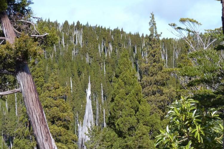 Fitzroya forest, Parque Nacional Alerce Costero, Chile