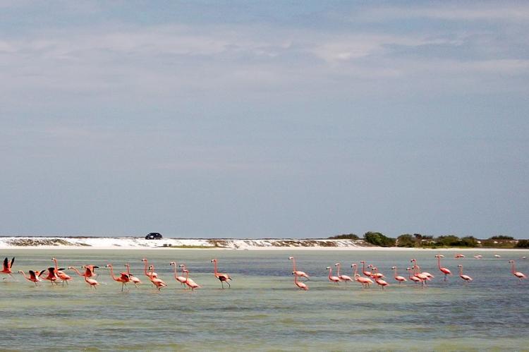 American Flamingos ( Phoenicopterus ruber), Río Lagartos, Yucatán, Mexico