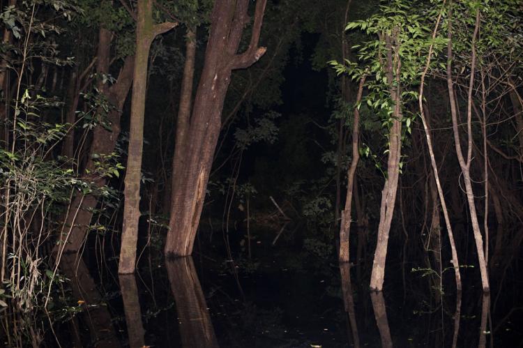 Flooded forest, Jaú National Park (Brazil)