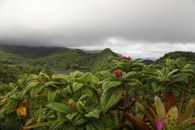 Flora at Freshwater Lake, Dominica