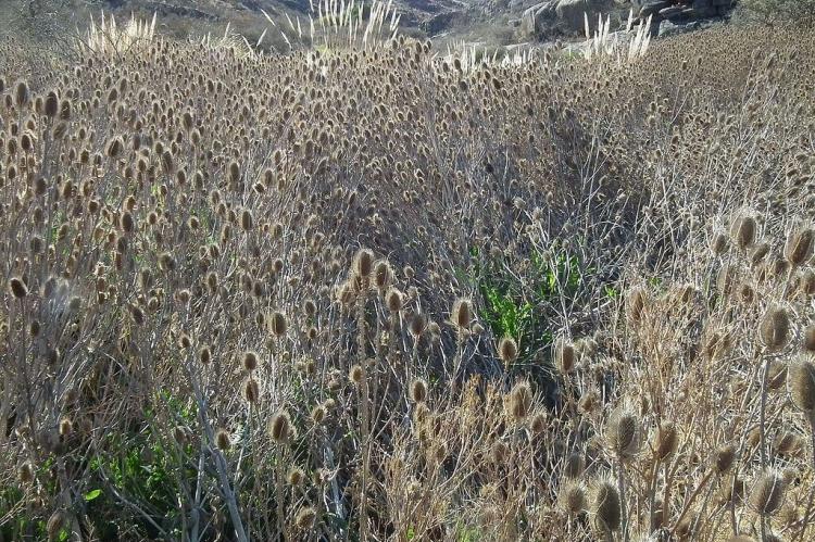 Flora in Lihué Calel National Park, Argentina