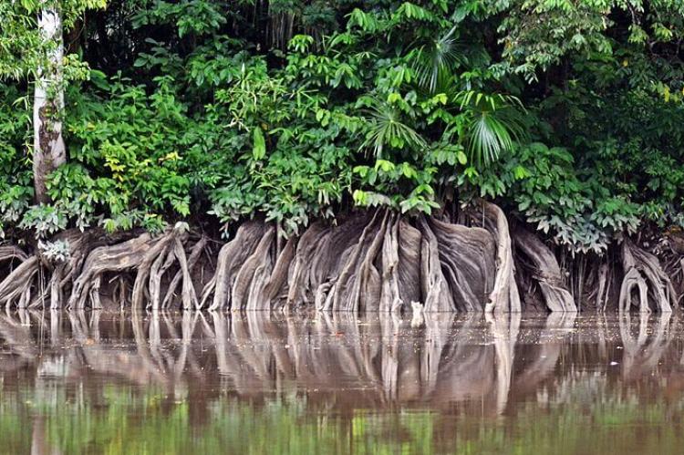 Várzea forest on Marajó Island, Brazil