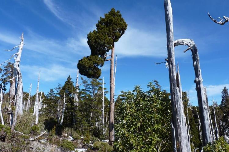 Forest in Alerce Costero National Park, Chile