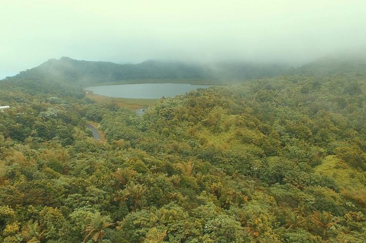 Forest, Grand Etang National Park, Grenada