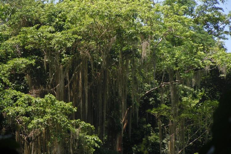 Hanging forest vines, Tayrona National Park, Colombia
