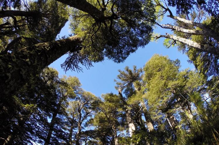 Forest canopy, Huerquehue National Park (Chile)