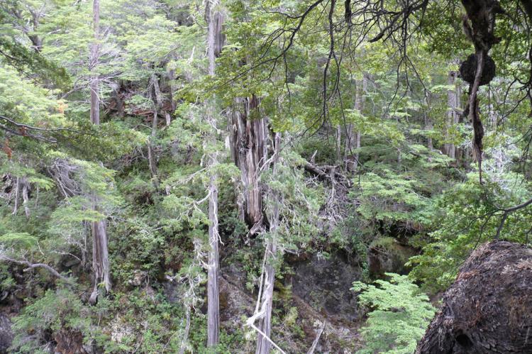 Forest, Los Alerces National Park, Argentina