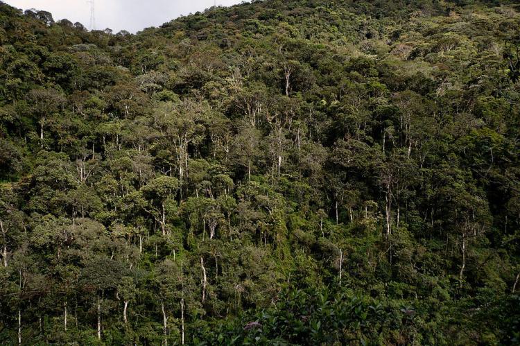 Mountain forest, Podocarpus National Park, Ecuador