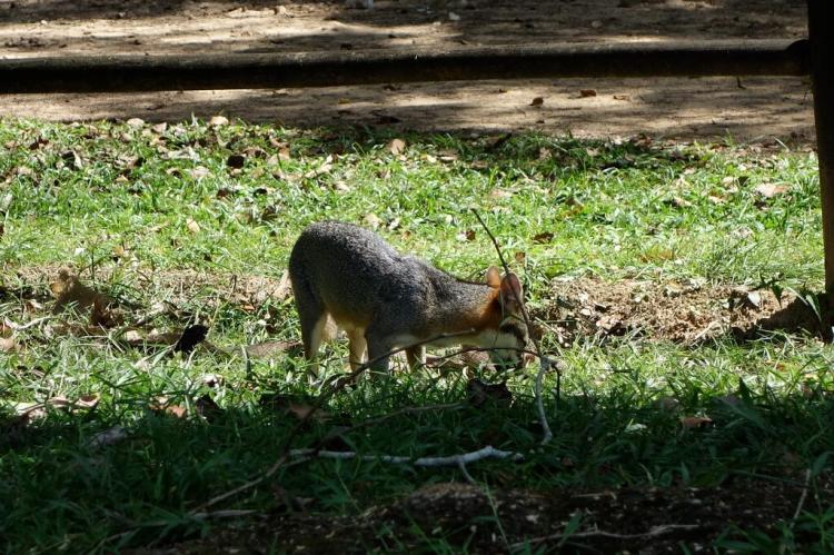 Grey Fox in Cockscomb Jaguar Preserve, Belize