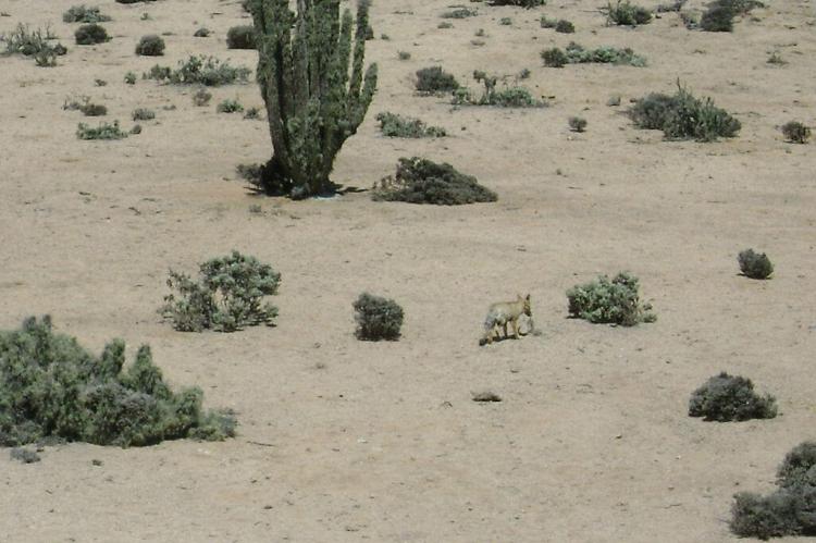 South American gray fox, Pan de Azúcar National Park, Chile