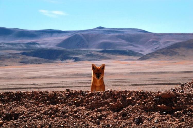 Fox and landscape at Nevado Tres Cruces National Park, Chile
