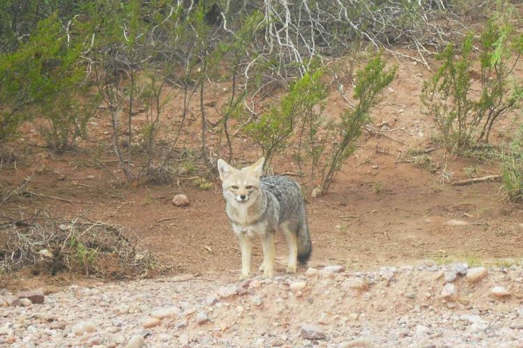 Fox in the Sierra de las Quijadas National Park, Argentina