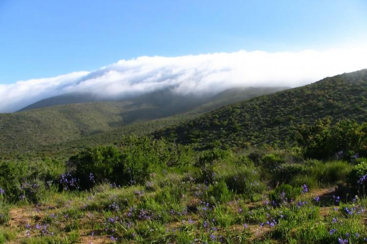 Fray Jorge National Park, Chile