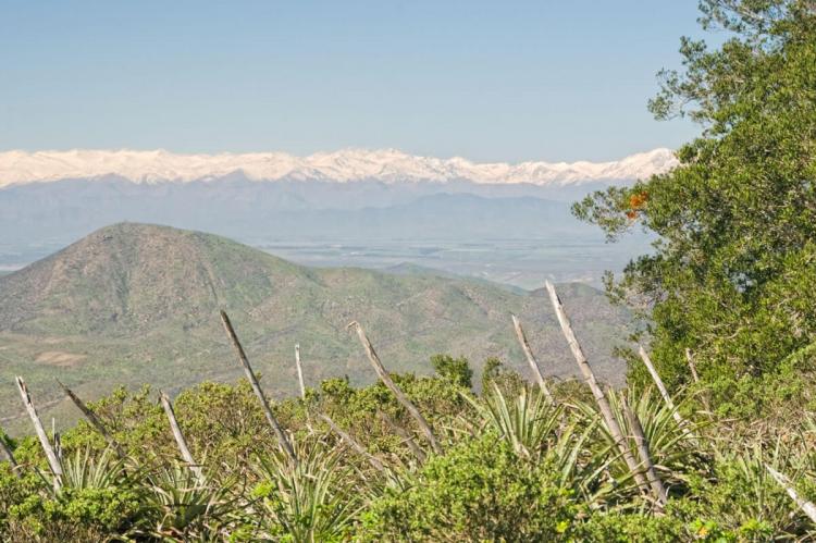 Fray Jorge National Park, Chile