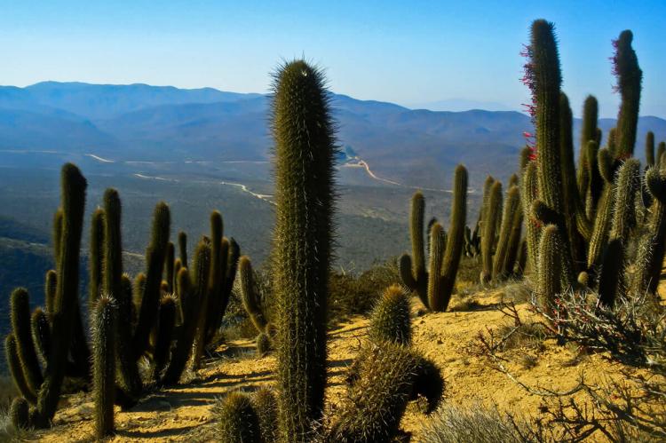 Fray Jorge National Park, Chile
