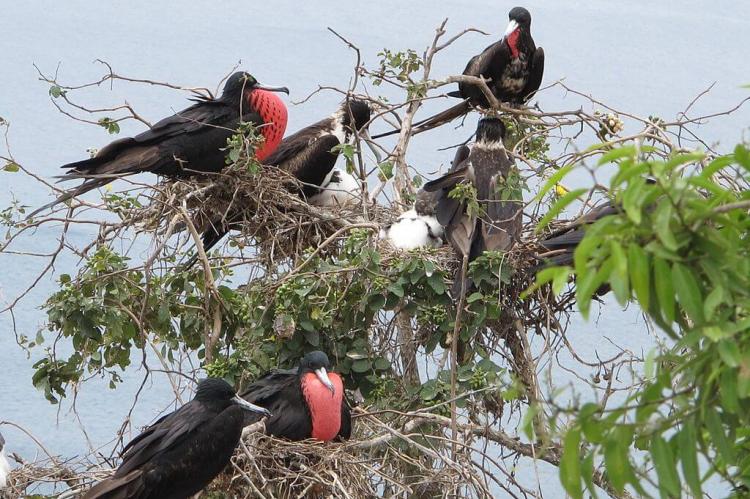 Frigate birds on Isla de la Plata, Ecuador 