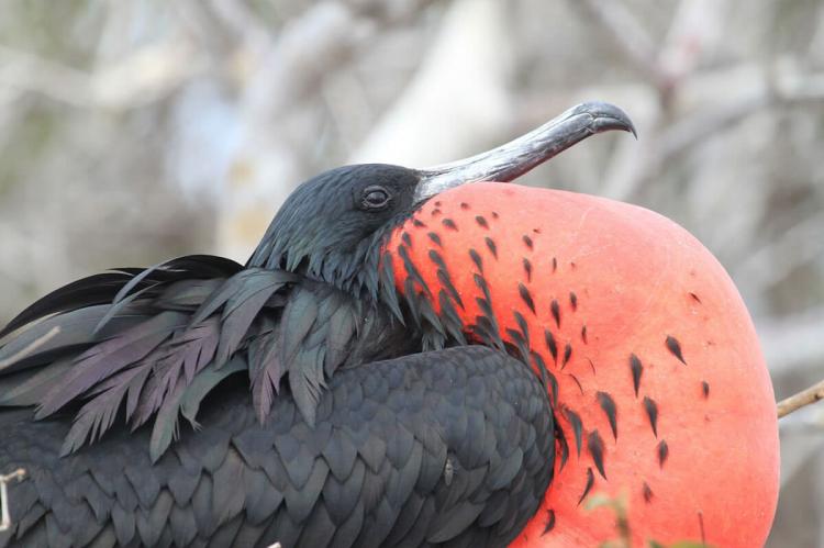 Galápagos frigatebird