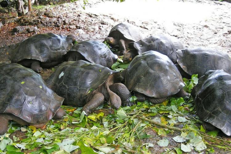 Galápagos giant tortoise