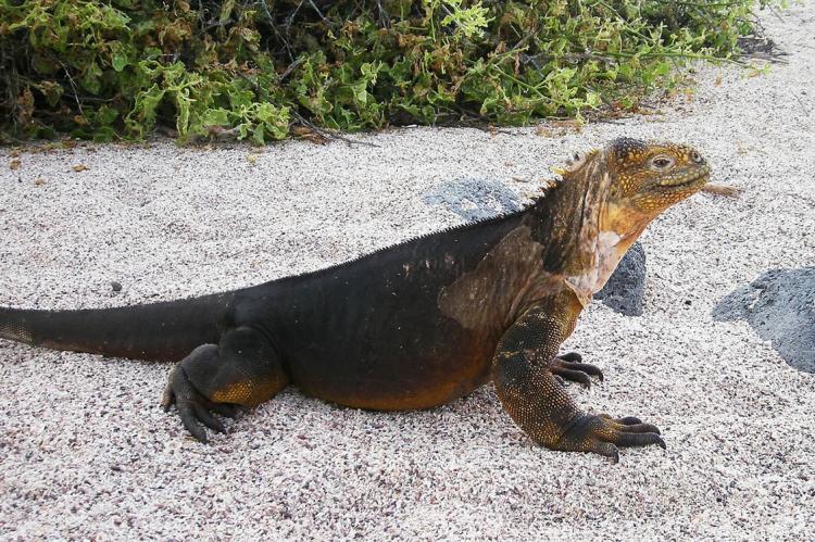 Galápagos marine iguana