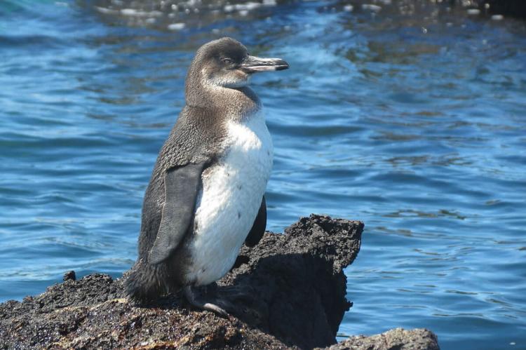 Galápagos penguin