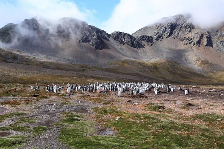 Gentoo Penguin colony at Godthul, South Georgia