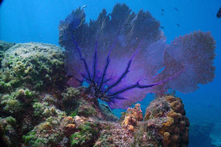 Gorgonia ventalina, Cozumel, México