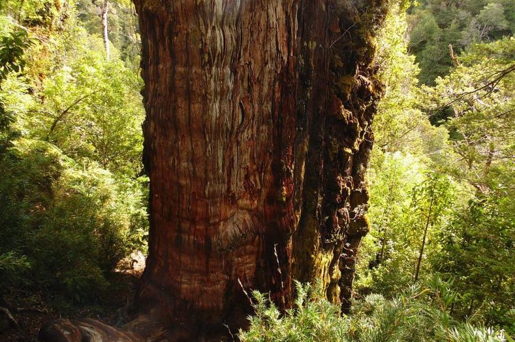 "El Gran Abuelo", Alerce Costero National Park, Chile