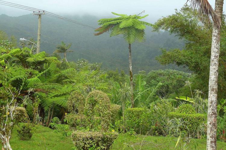 Grand Etang National Park and Forest Reserve (Grenada)