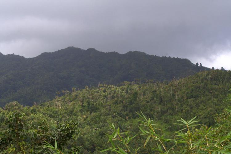 Grand Etang National Park