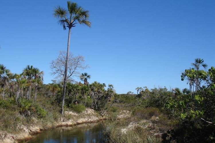 Grande Sertão Veredas National Park, Brazil