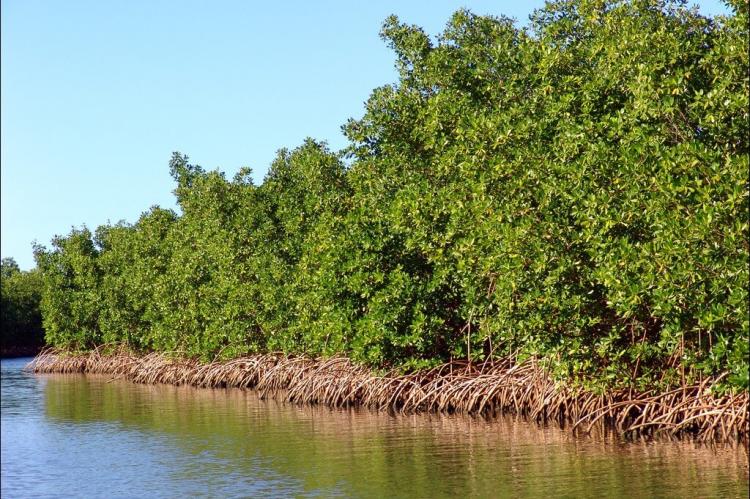 Red mangrove trees with stilt roots - Grand Cul de Sac Marin, Guadeloupe