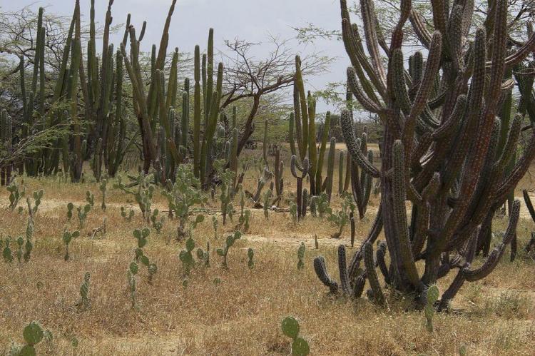 Typical Guajira cactus vegetation, Bahía Portete – Kaurrele National Natural Park, Colombia