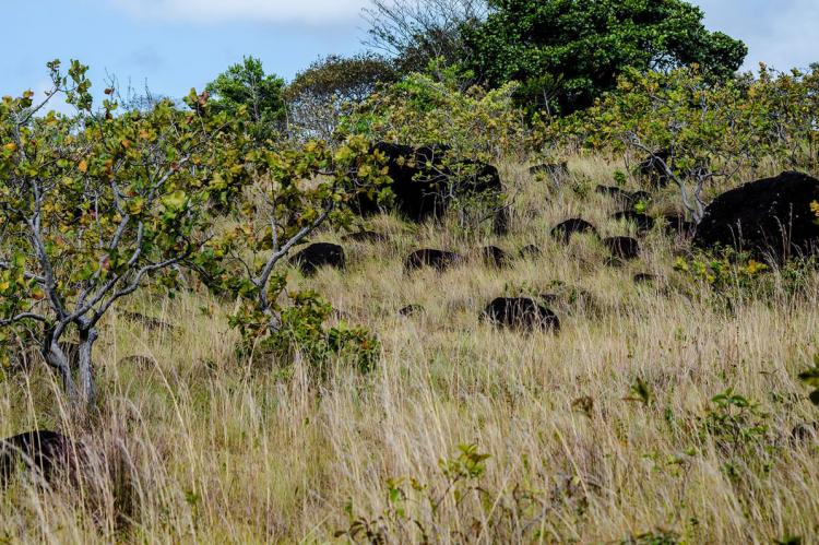 Guanacaste dry forest (Bosque seco), Blackrock, Santa Rosa, Guanacaste, Costa Rica