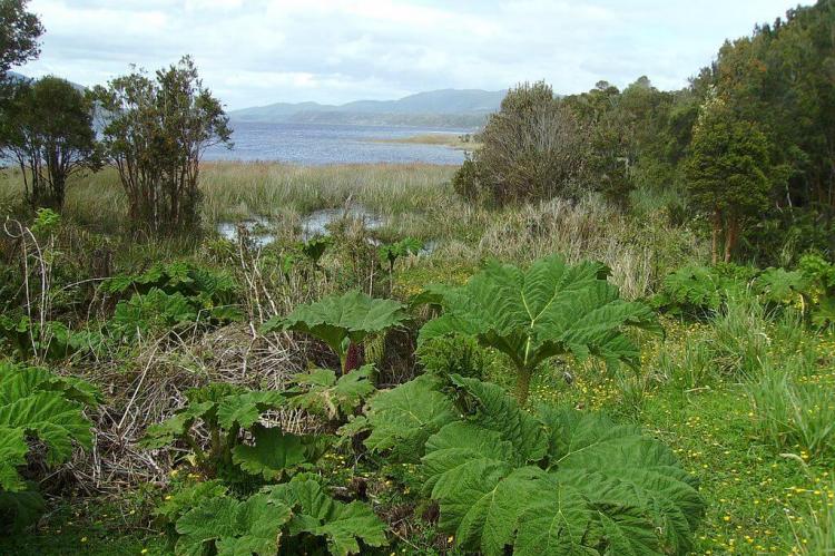 Chilean Rhubarb: Nalca (Gunnera tinctoria) - Chiloé National Park, Chile