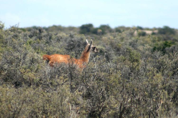 Wild Guanako at Península Valdés, Argentina