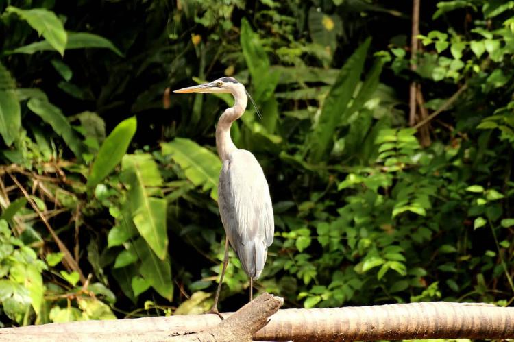 Heron in the Tortuguero National Park, Costa Rica