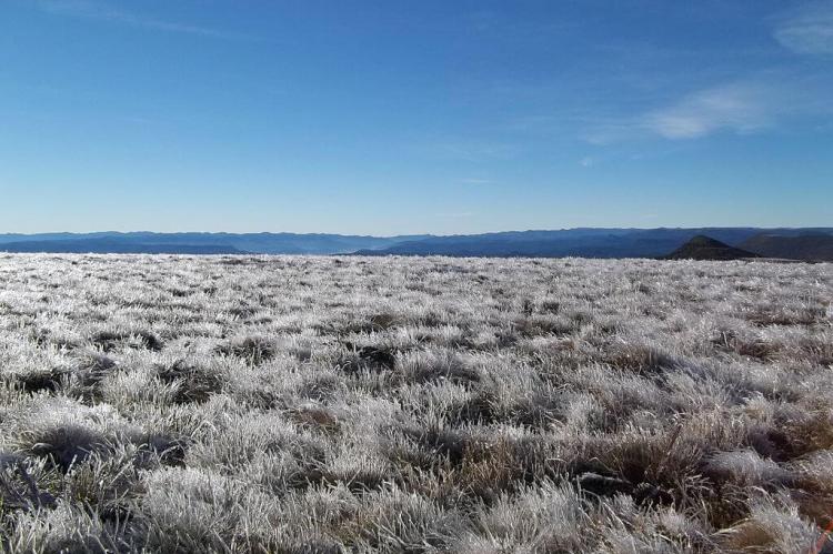 Ice on high meadow plants, São Joaquim National Park, Brazil