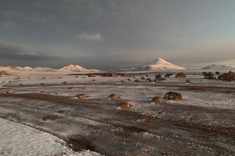 Sajama National Park at 4,970 m (16,305 ft.), Bolivian Highlands (Altiplanos Bolivianos)