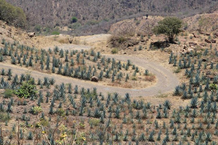 Highway to Tequila, Mexico