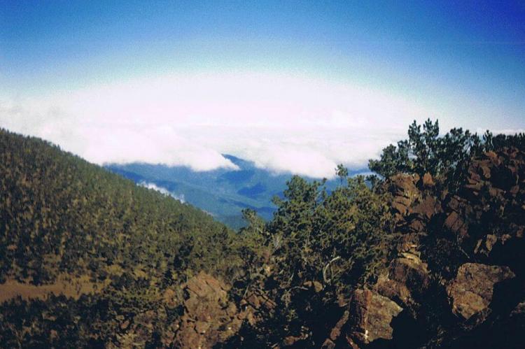 Hispaniolan pine forest: view from La Pelona, in the Cordilla Central, Dominican Republic