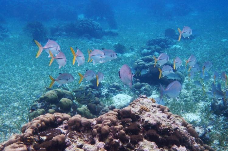 Hol Chan Marine Reserve, Belize