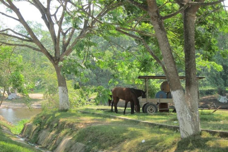 Horses in Belmopan, Belize